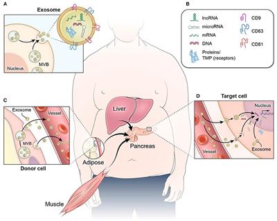 The Role of Extracellular Vesicles in β-Cell Function and Viability: A Scoping Review